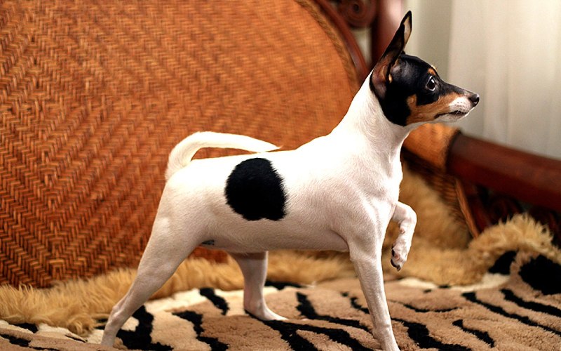 Той Фокстерьер (Fox Terrier Toy)