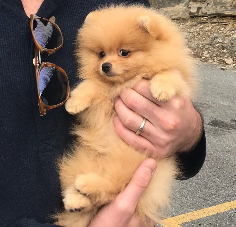 Померанский шпиц Teacup Dog