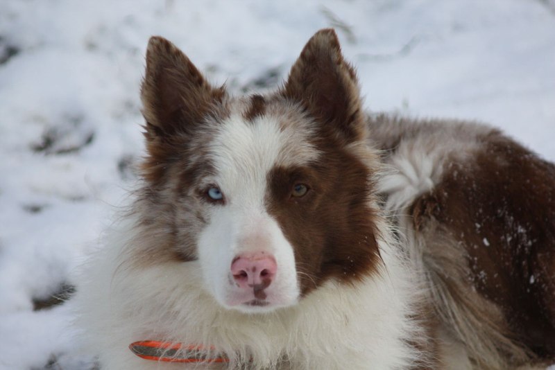 Бордер колли Red Merle