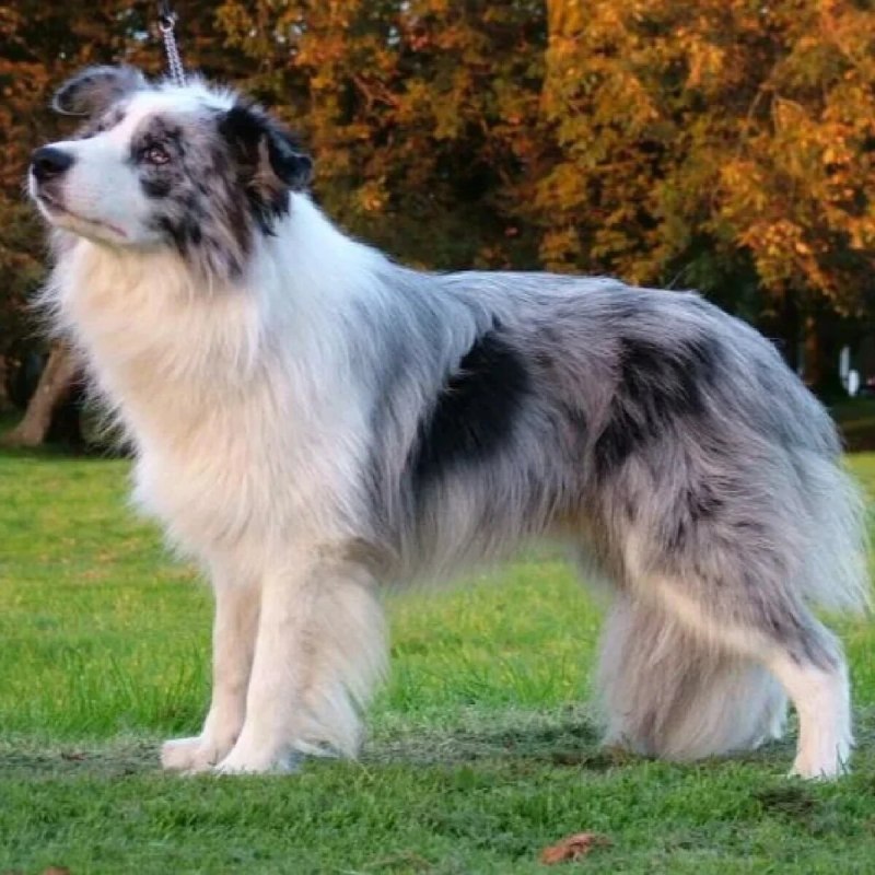 Бордер колли Blue Merle
