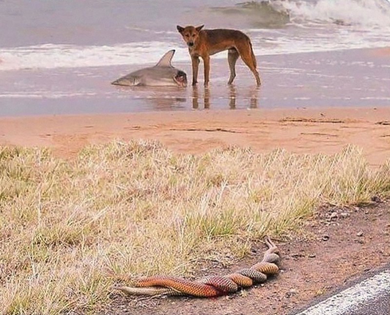 Змеи нападают на людей