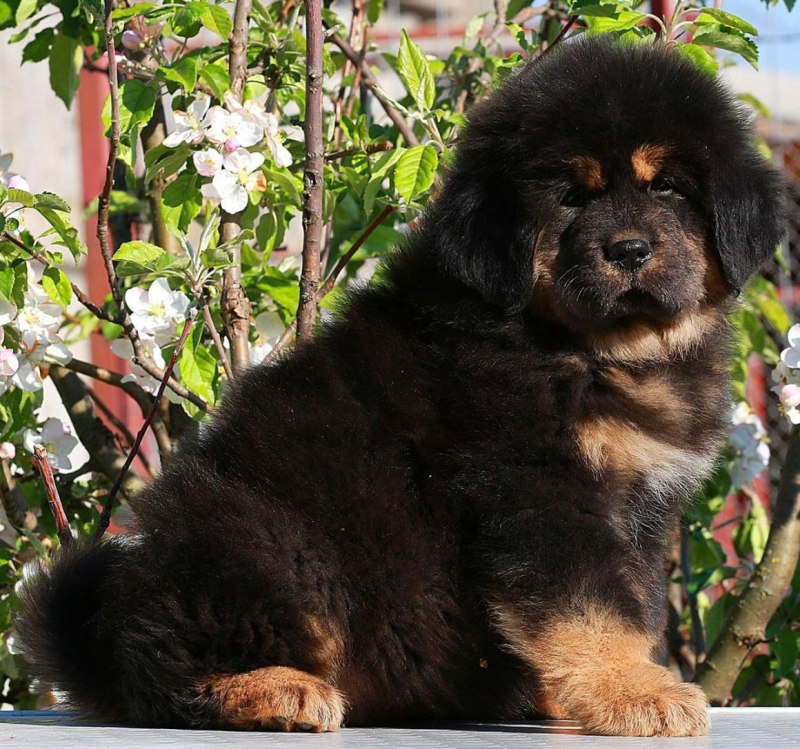 Тибетский мастиф кутенок
