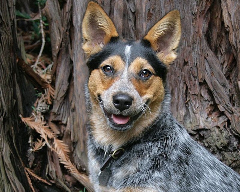 Red Heeler порода собак