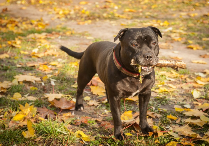 Staffordshire bull Terrier Puppies