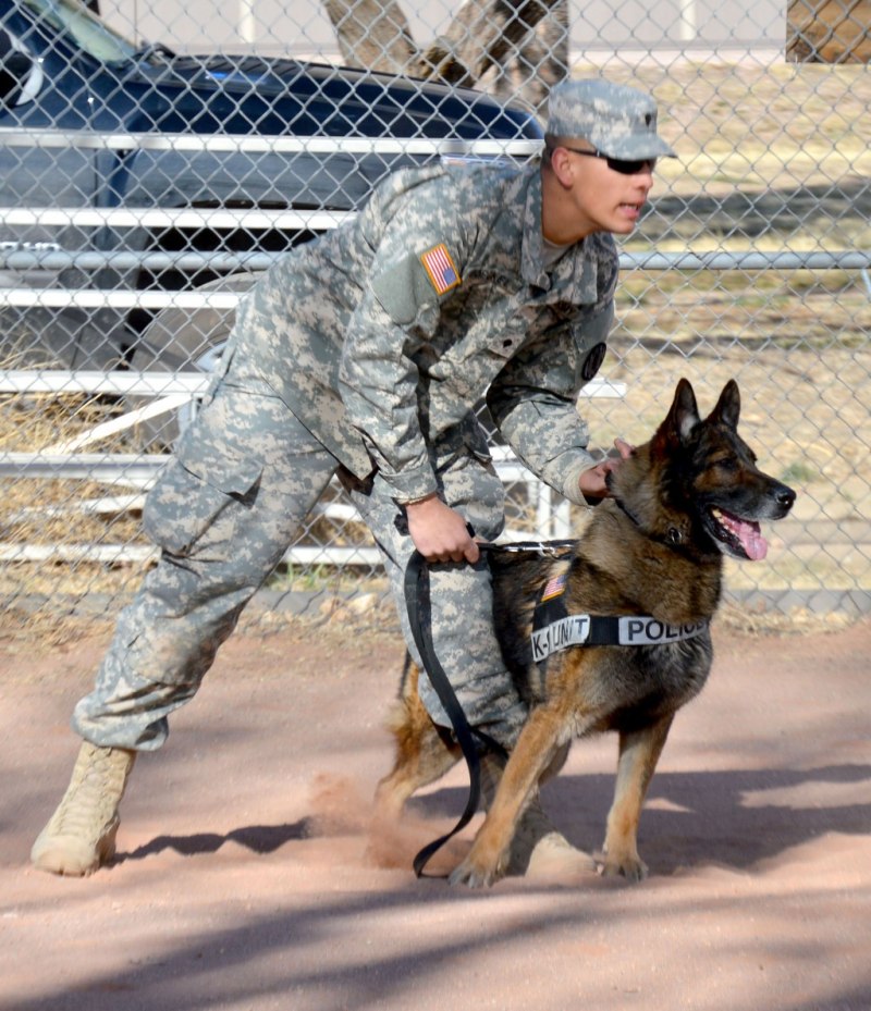 K9 овчарка Army