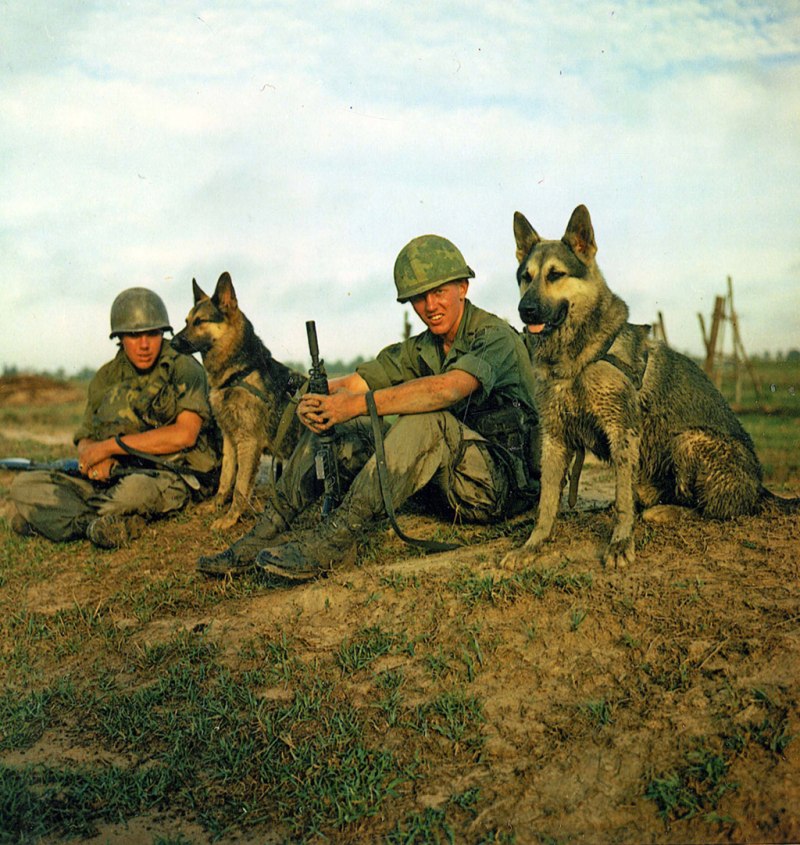 Немецкая овчарка 1945