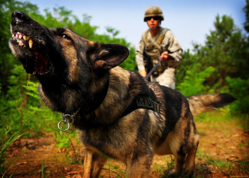 K9 овчарка Army