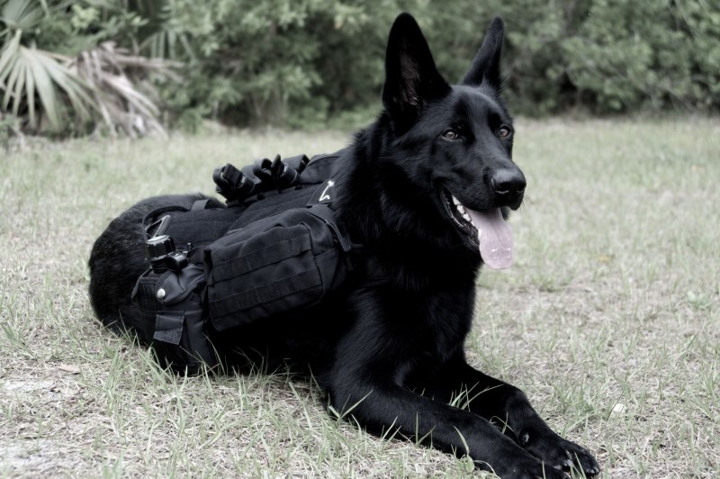 K9 овчарка Army