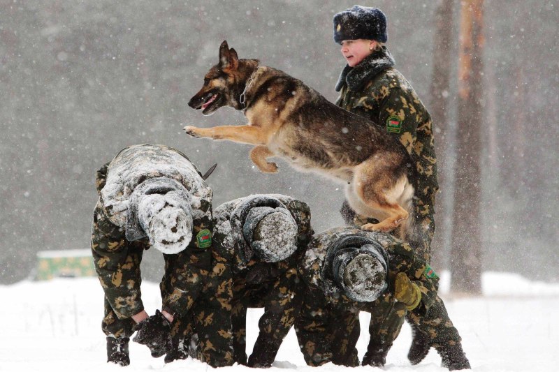 Пограничные войска кинологи