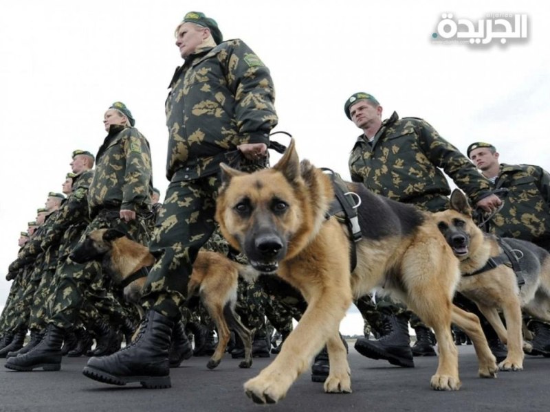 Военные собаки на службе