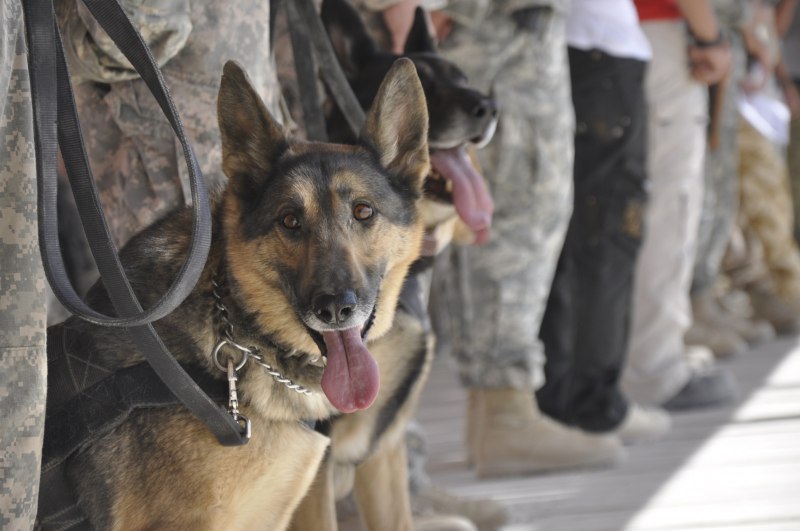 K9 овчарка Army