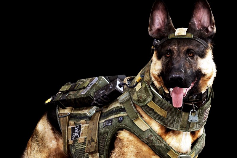 Собака Райли из Call of Duty