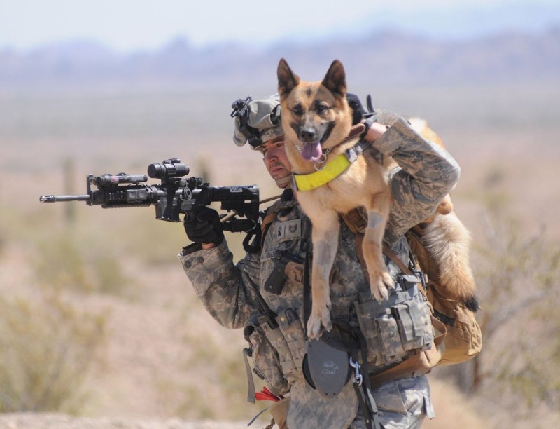 K9 овчарка Army