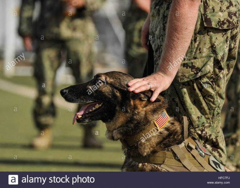 K9 овчарка Army