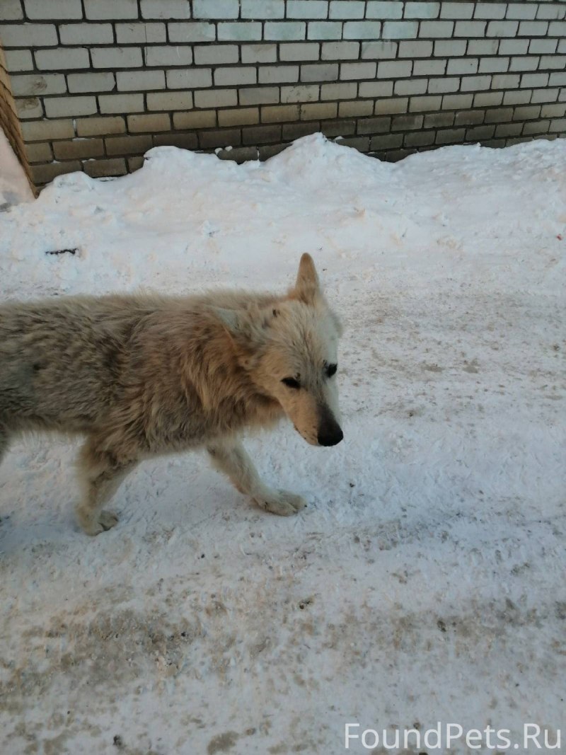 Ульмский дог