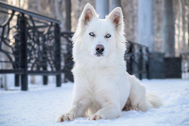 Якутская лайка / yakutskaya laika (Yakutian laika)