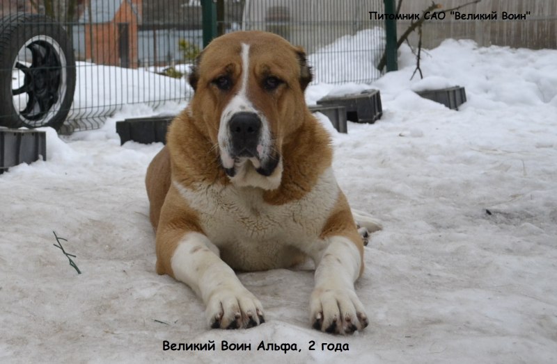 Алабай Великий воин