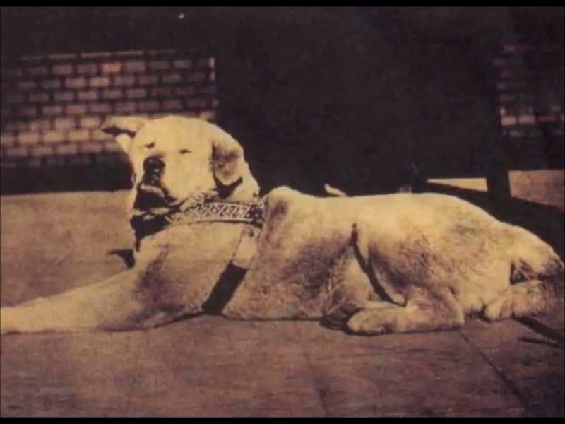 Хатико в реальной жизни настоящий в 1925