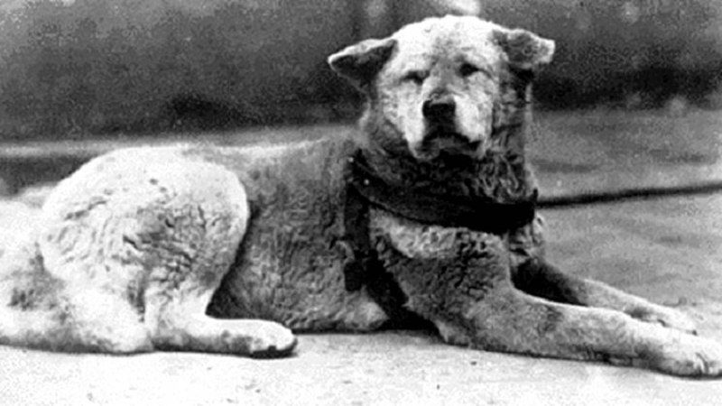 Хатико 1934