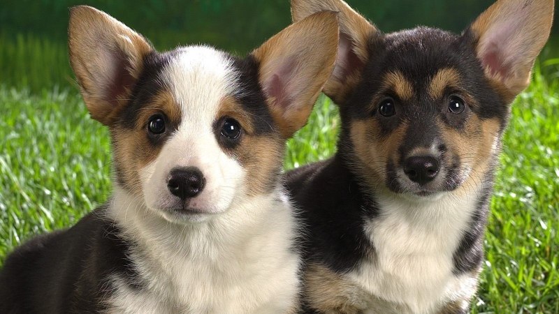 Щенки вельш корги пемброк