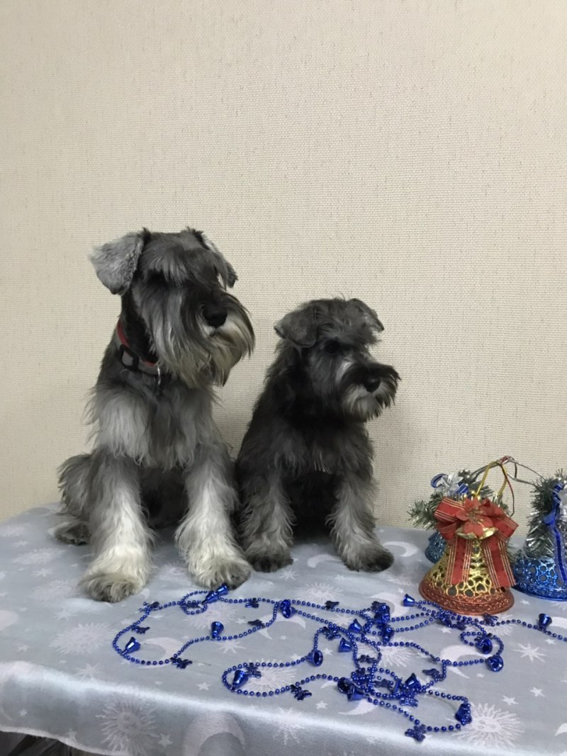 Цвергшнауцер злой