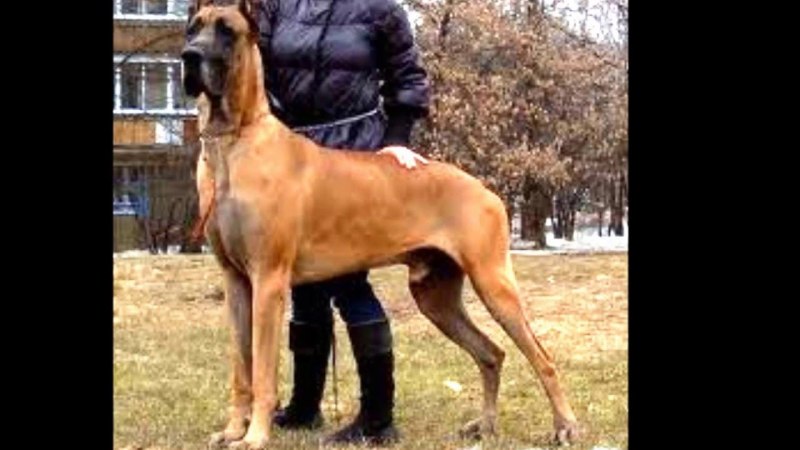 Английский Королевский дог