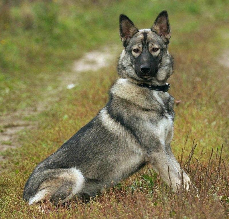 Лайка овчарка