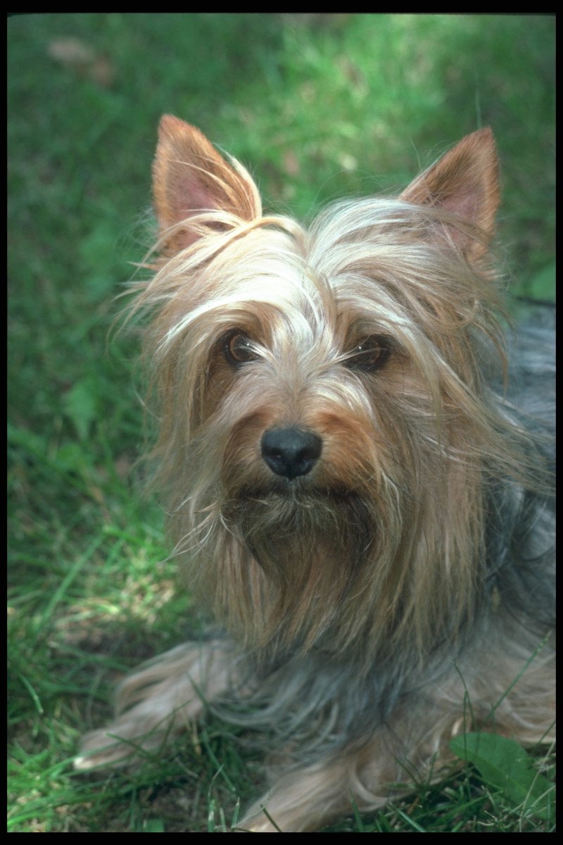 Australian Silky Terrier