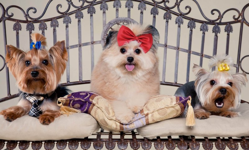 Стрижки Yorkshire Terrier