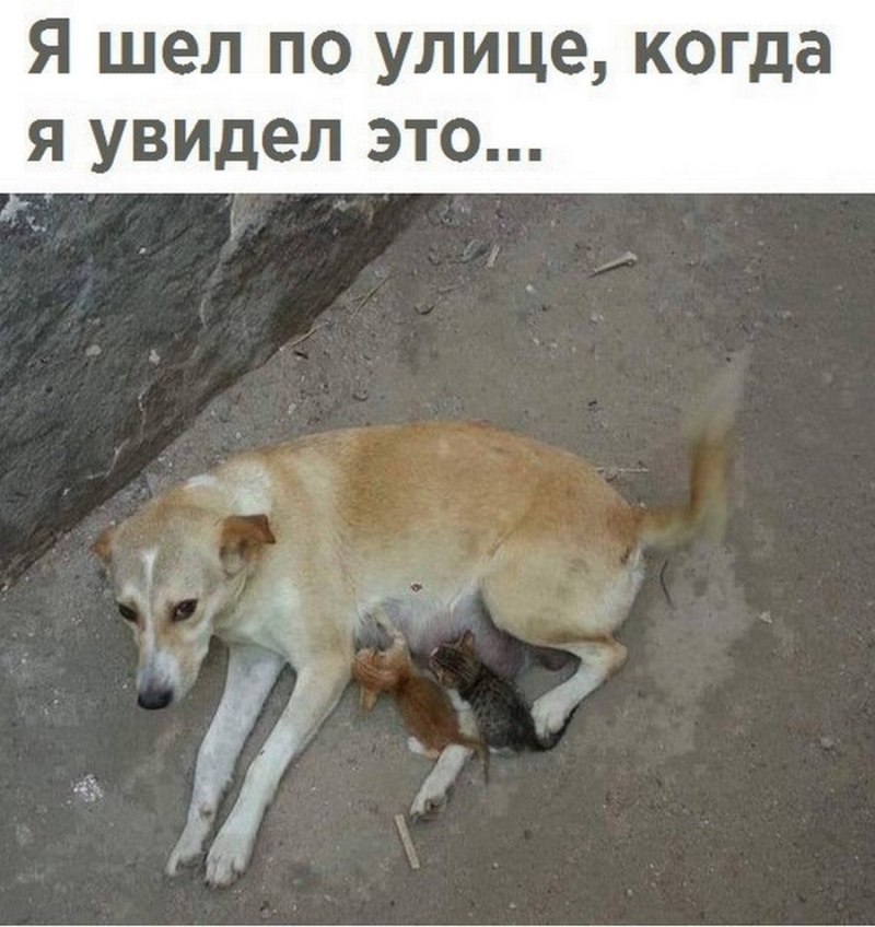 Бездомные кошки и собаки