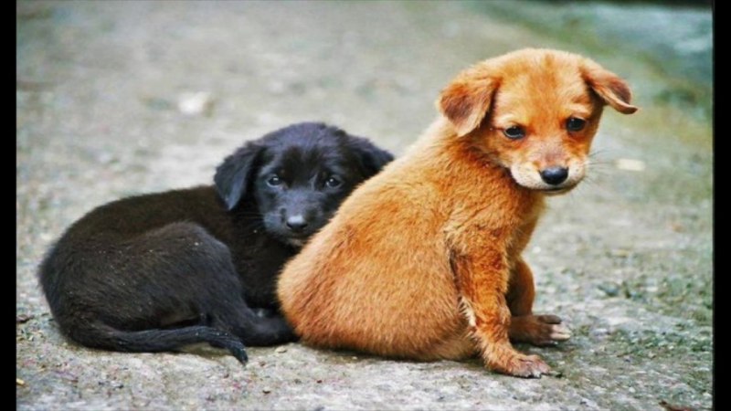 Street animals