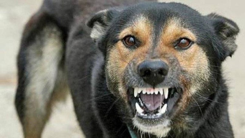Наиболее характерные симптомы бешенства