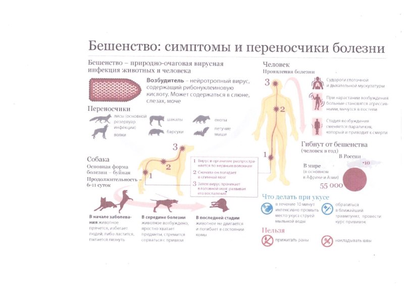 Бешеные собаки в клетке