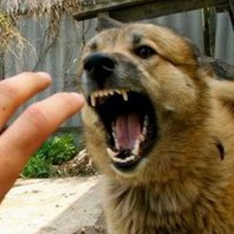 Вакцинация домашних животных