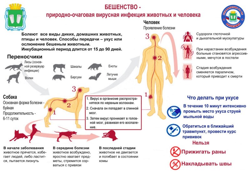 Бешеная собака с пеной у рта