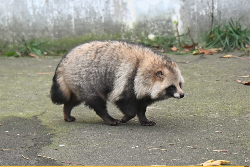 Енотовидная собака (nyctereutes Procyonoides)