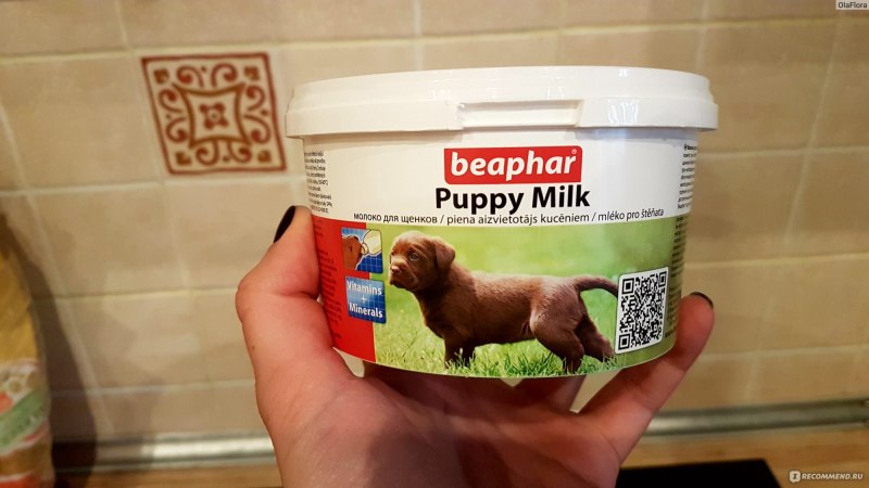 Сколько собака может без еды