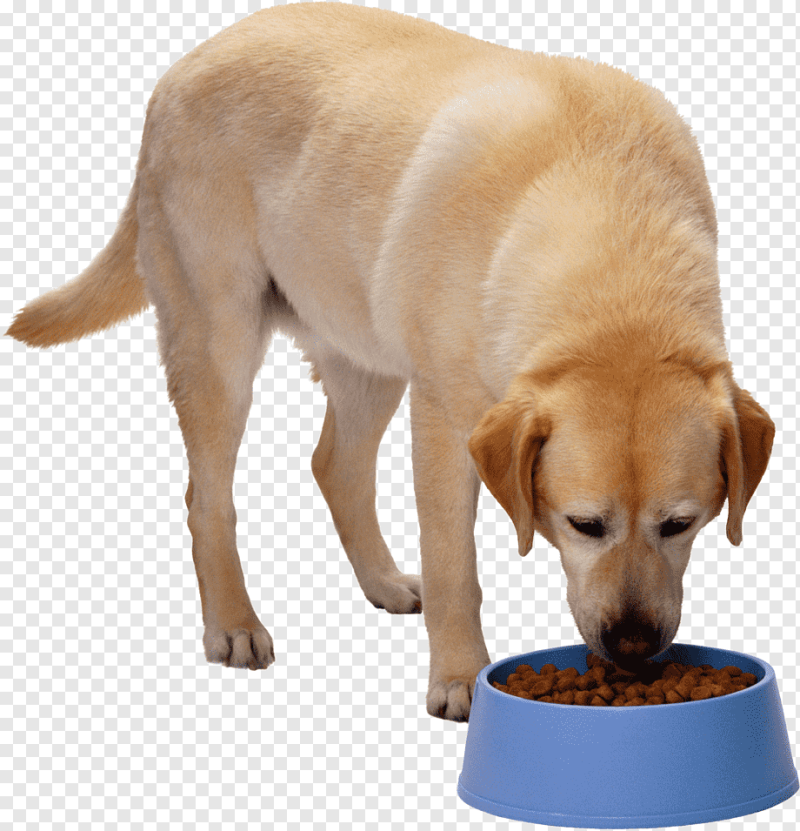 Хозяин кормит собаку