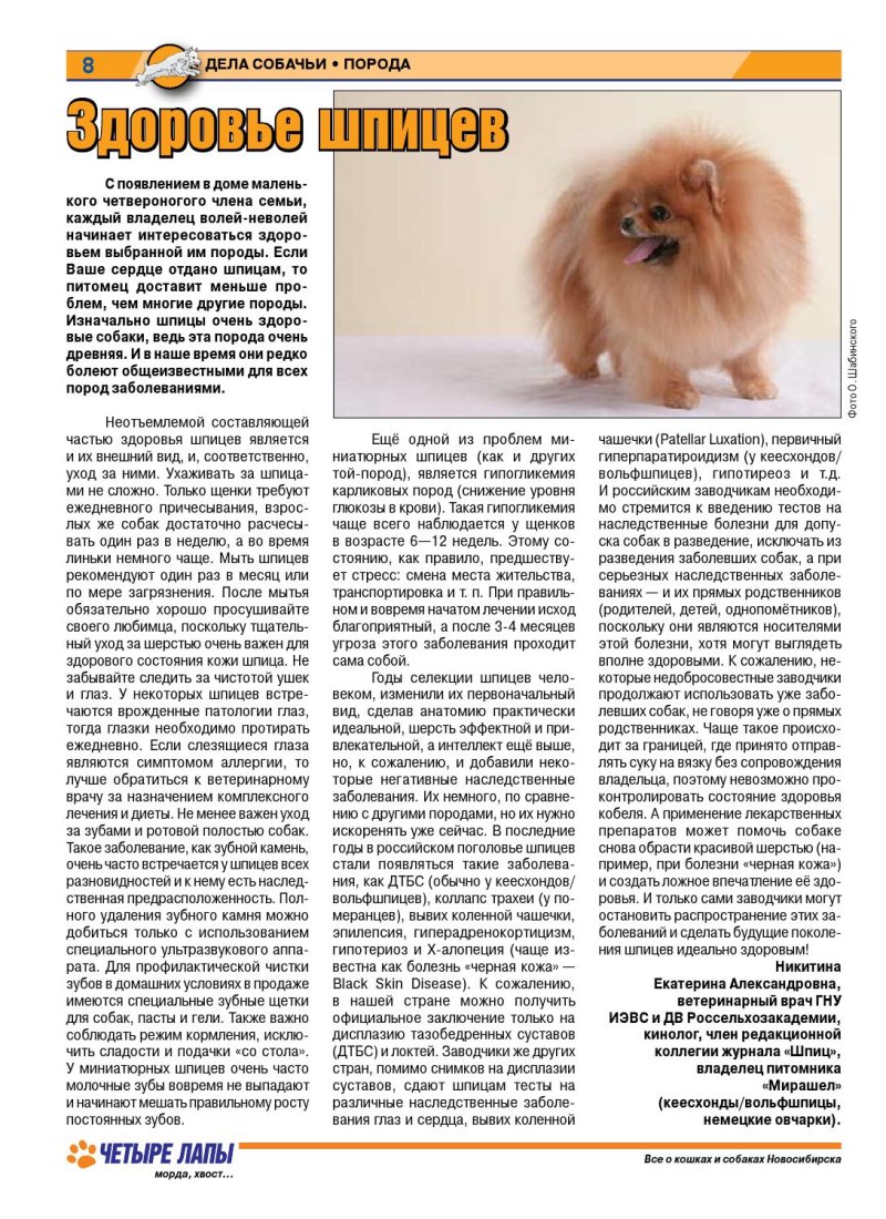 Собачьи года шпиц
