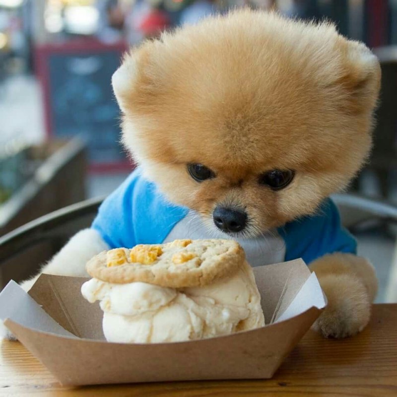 Шпиц jiffpom