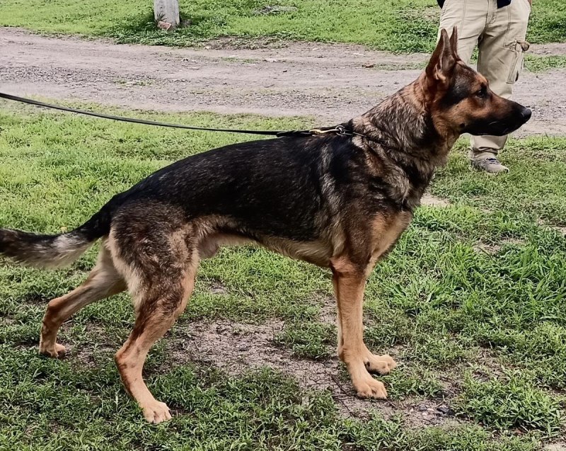 German Shepherd dick
