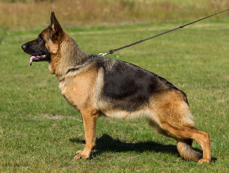 Шилонская овчарка Shiloh Shepherd