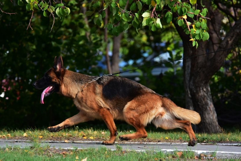 Top 5. background with Dogs ovcak nemecky