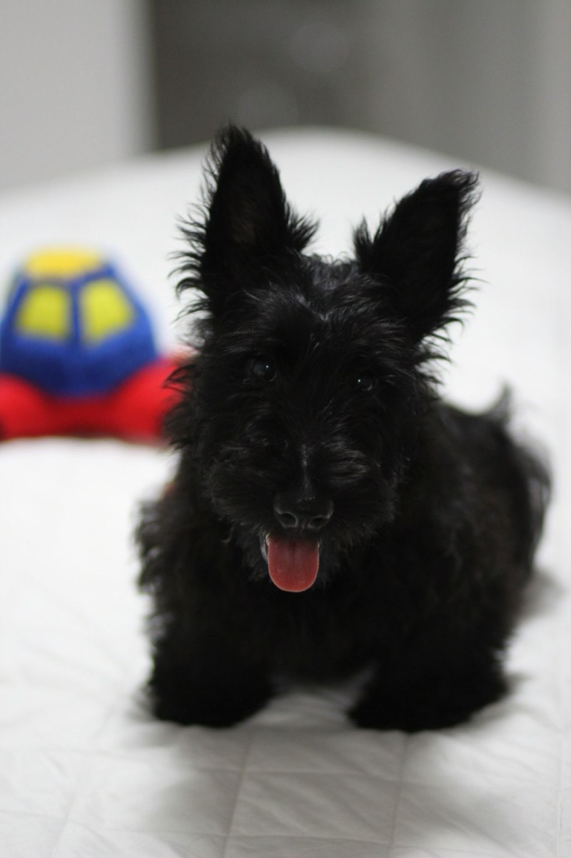 Scottish Terrier терьер скотч