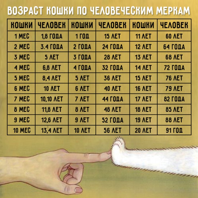 Возраст кошки по человеческим меркам калькулятор