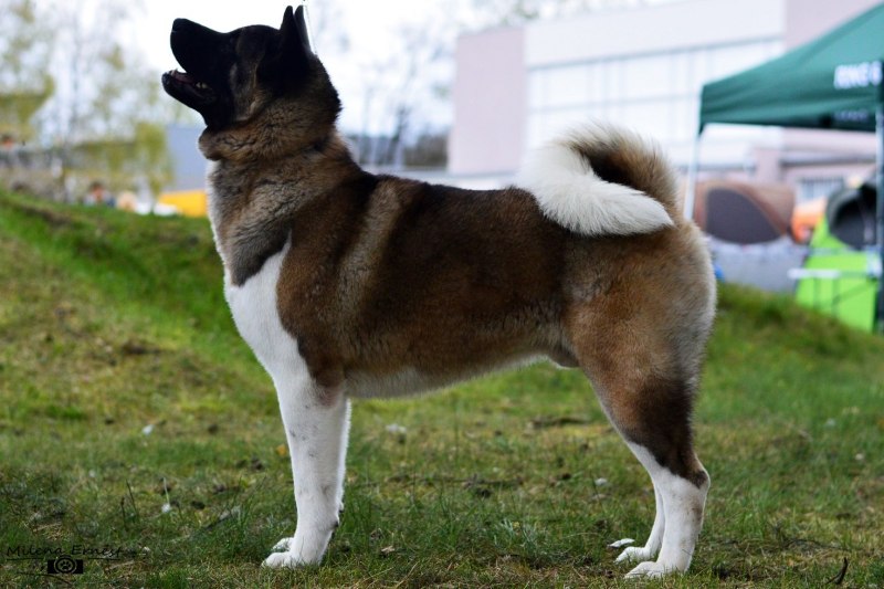 Американский Акито ину
