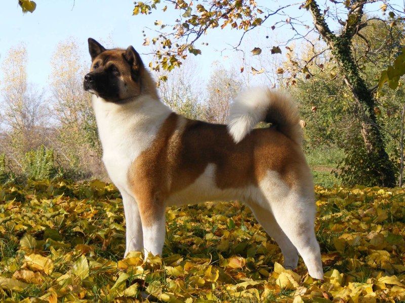 Американская Акита