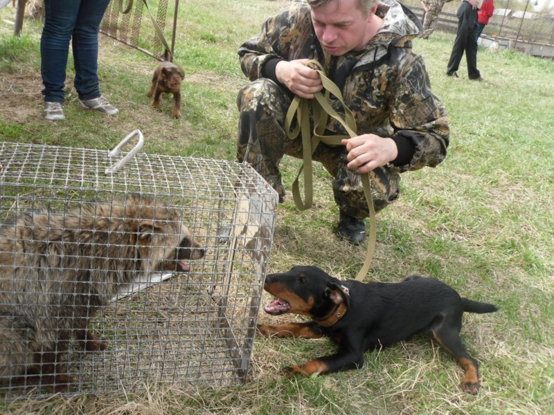 Собака для Бурсуков Норной охоты