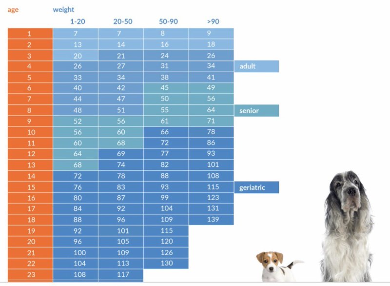 Таблица сколько лет коту по человеческим меркам таблица фото на русском языке