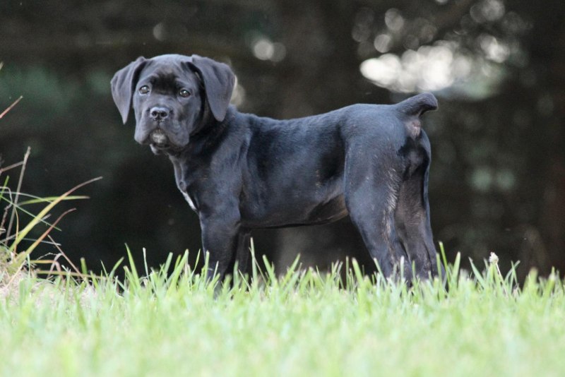 Кане Корсо (Cane Corso)